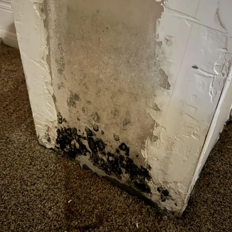 Professional Mold Removal in Upper Lake, CA